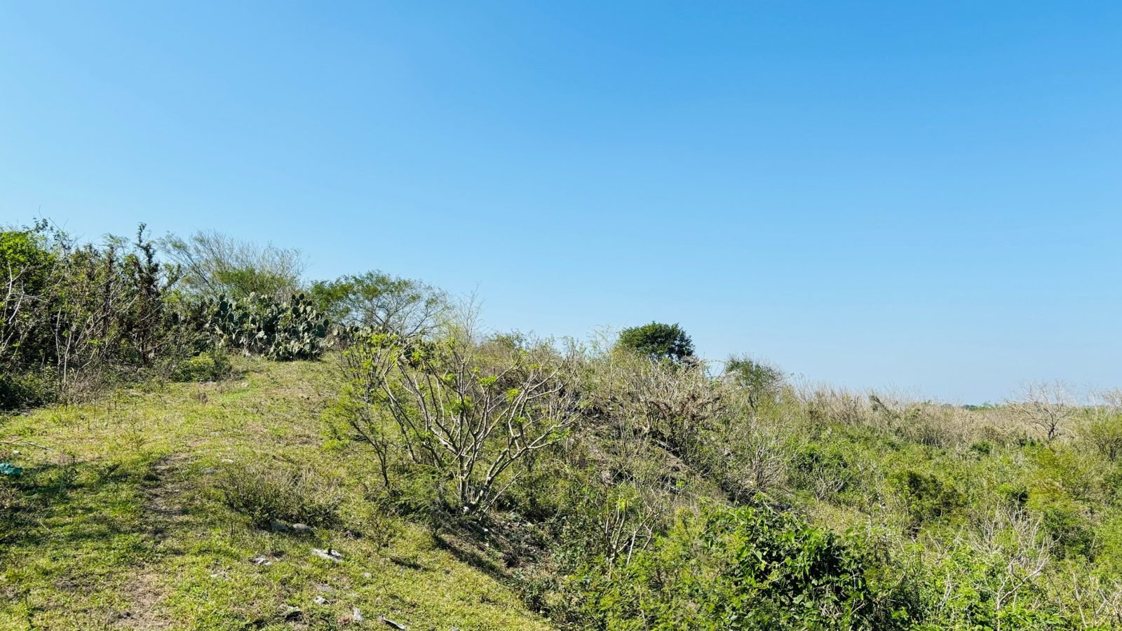 Foto 8 de Terreno de 2.5 hectáreas con frente a la Autopista Cardel–Veracruz